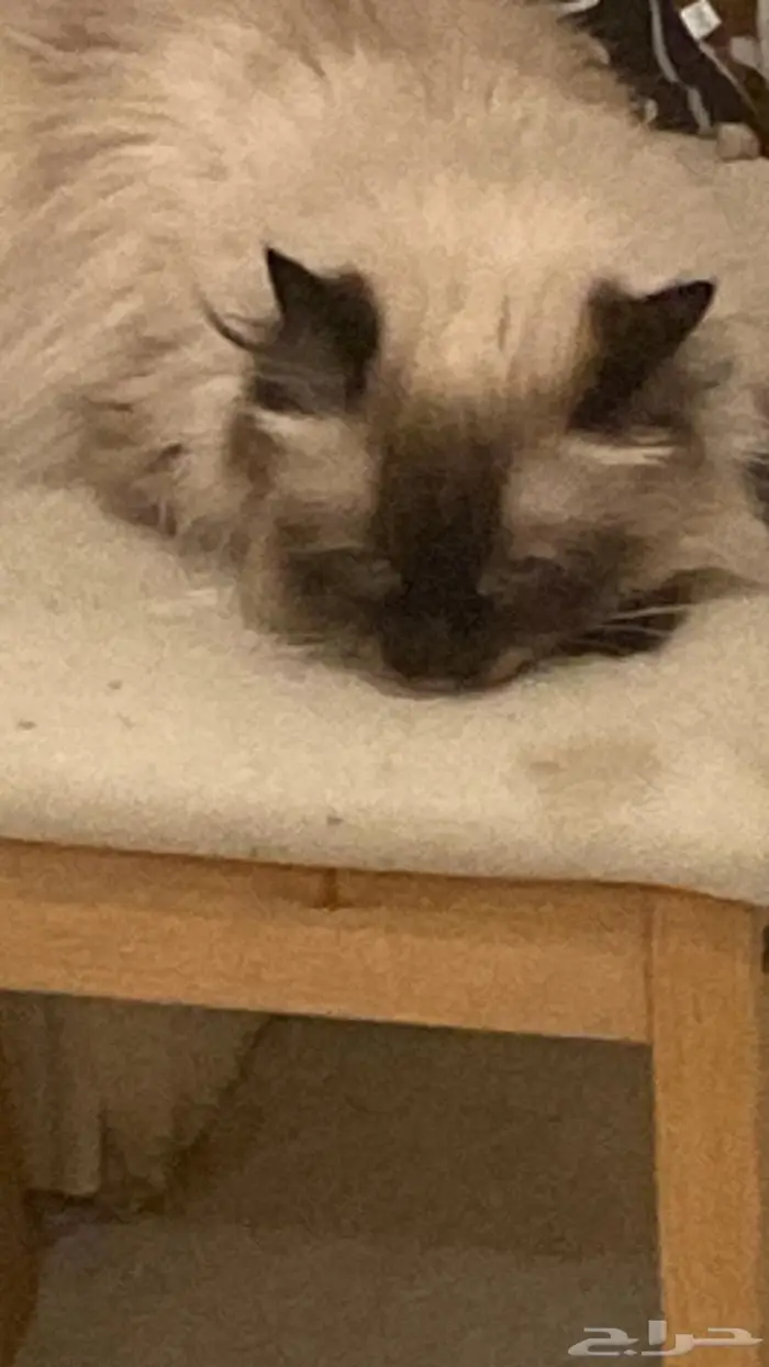 حي الفيحاء شارع عبدالله السليمان جدة 0