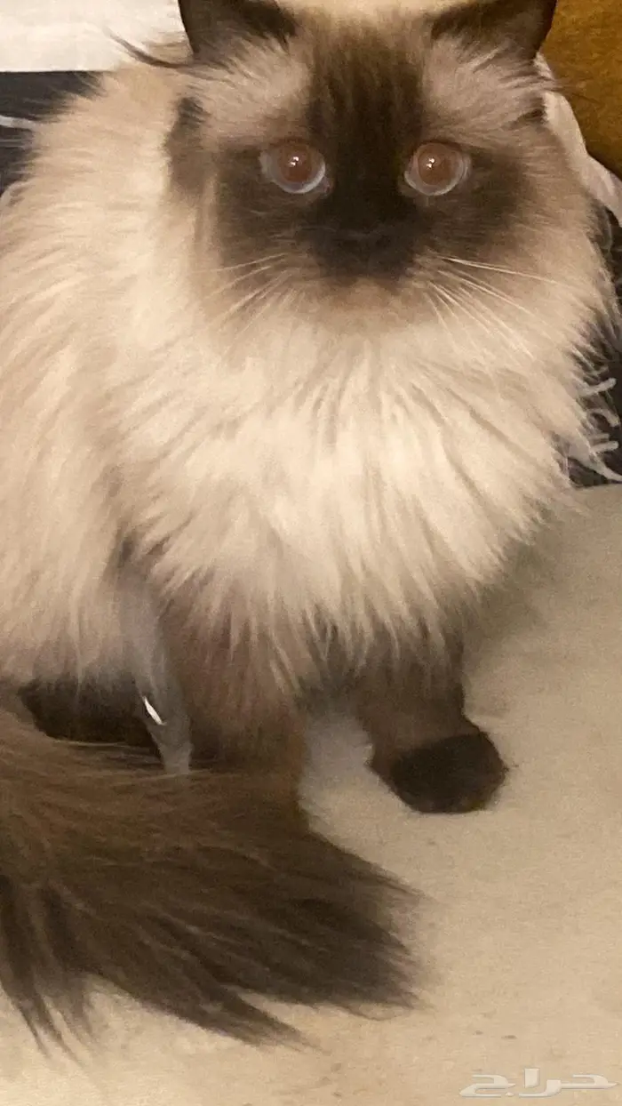 حي الفيحاء شارع عبدالله السليمان جدة 1