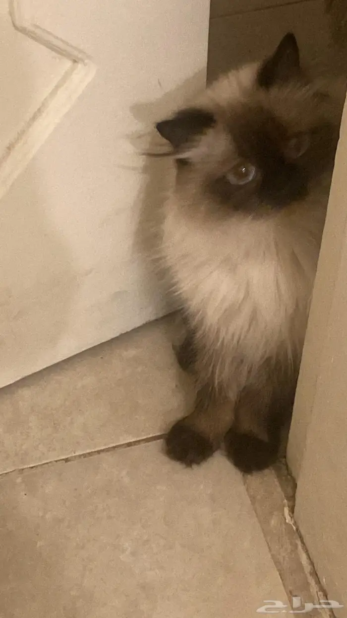 حي الفيحاء شارع عبدالله السليمان جدة 2