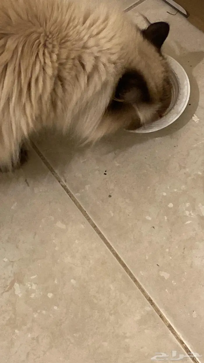 حي الفيحاء شارع عبدالله السليمان جدة 3