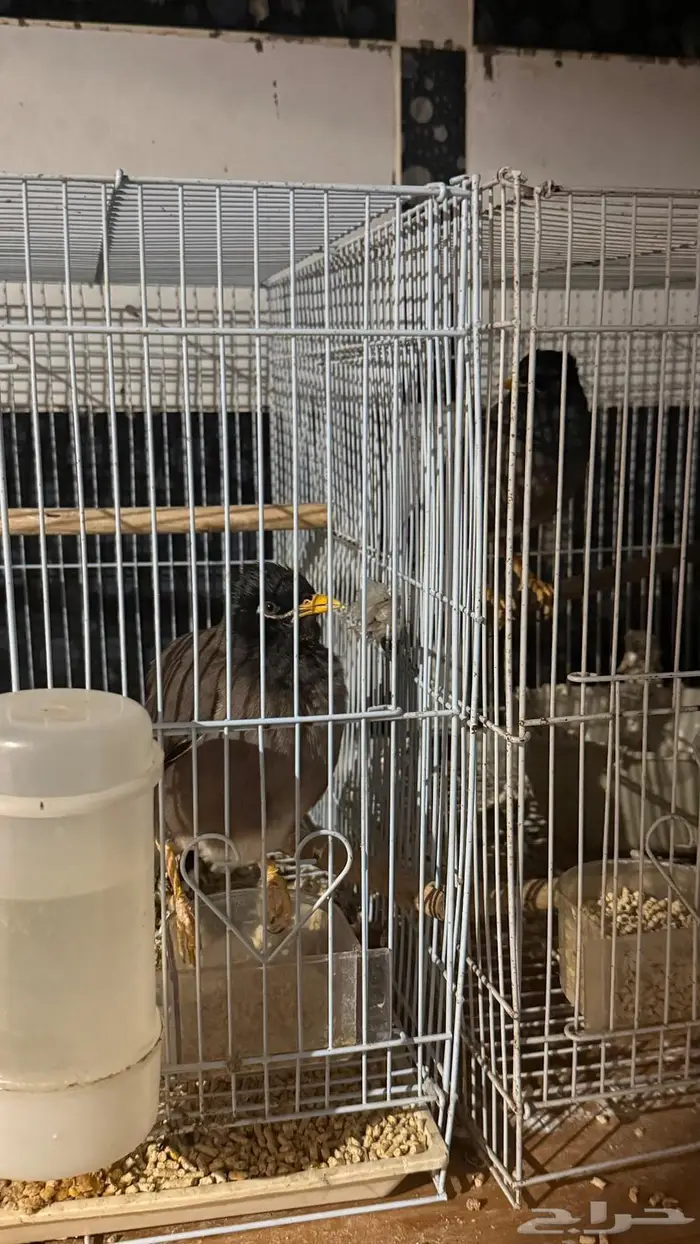 للبيع مينوا متكلمين 0