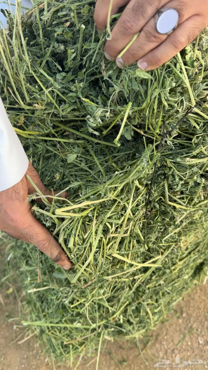 برسيم للبيع من المزرعة 0