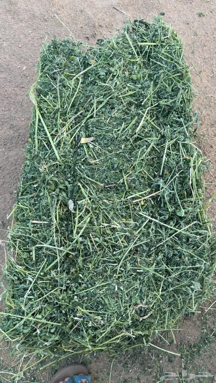 برسيم للبيع من المزرعة 1