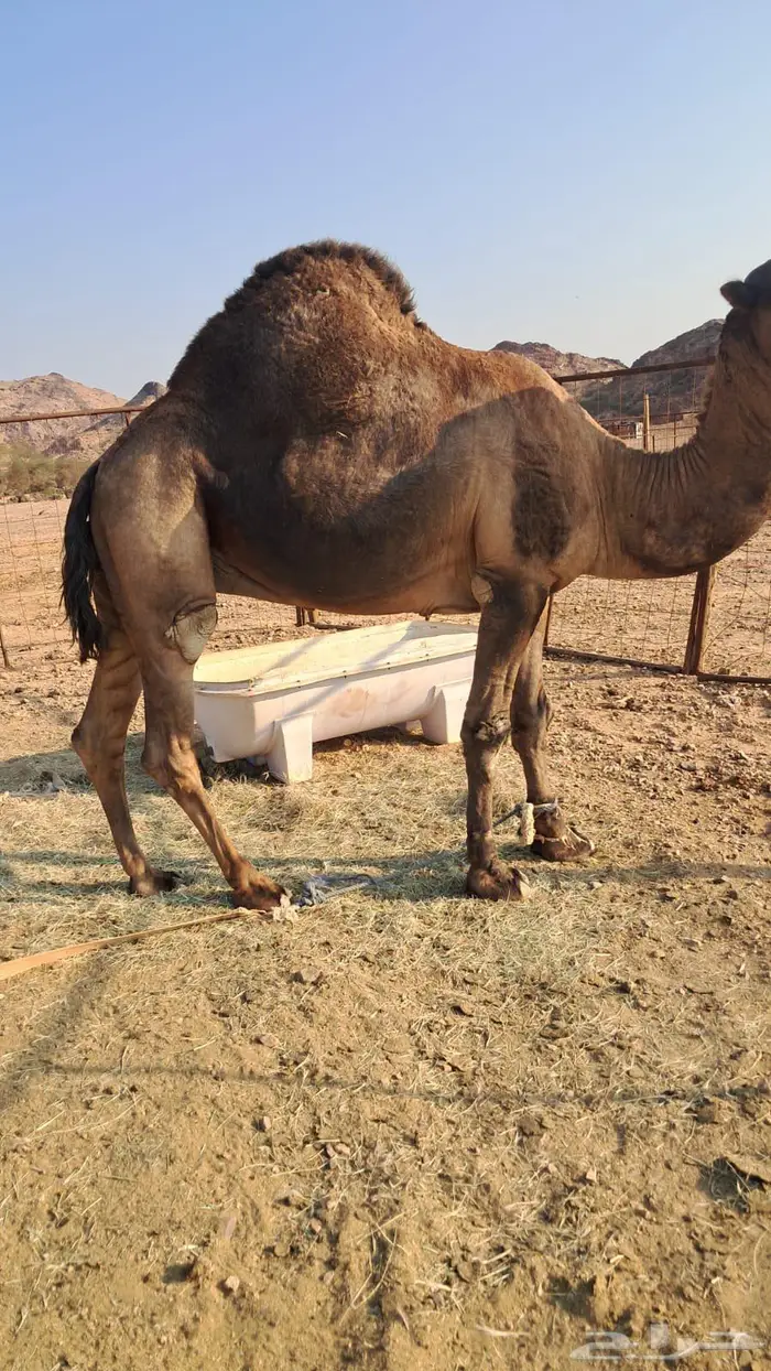 جمل للبيع 0