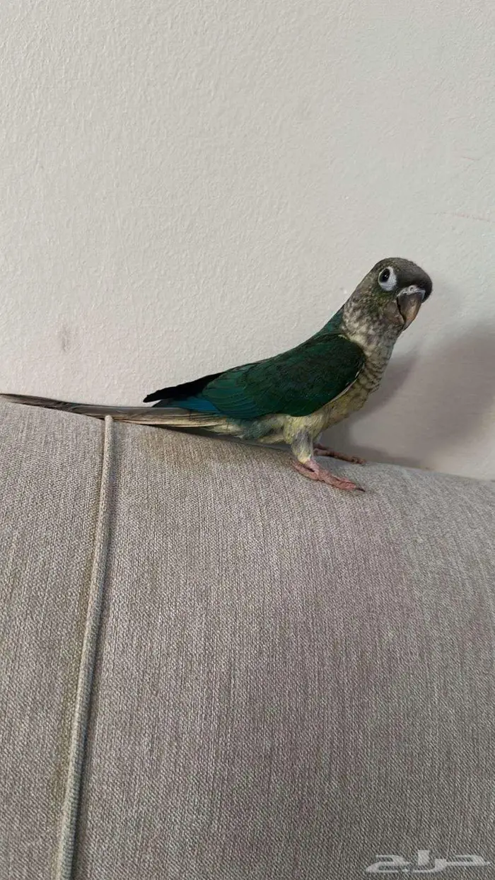 فرخ صن كنيور تركواز مشالله حلوو اليف 1