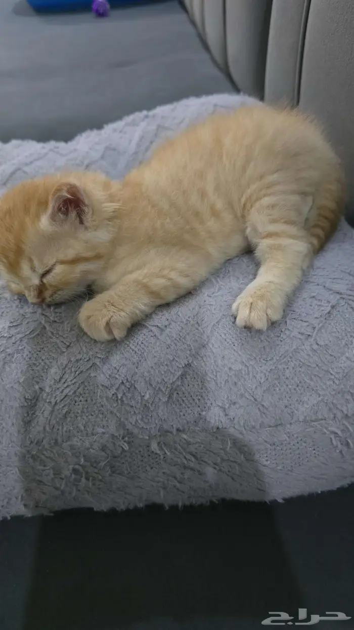 قط شيرازي للتبني 0