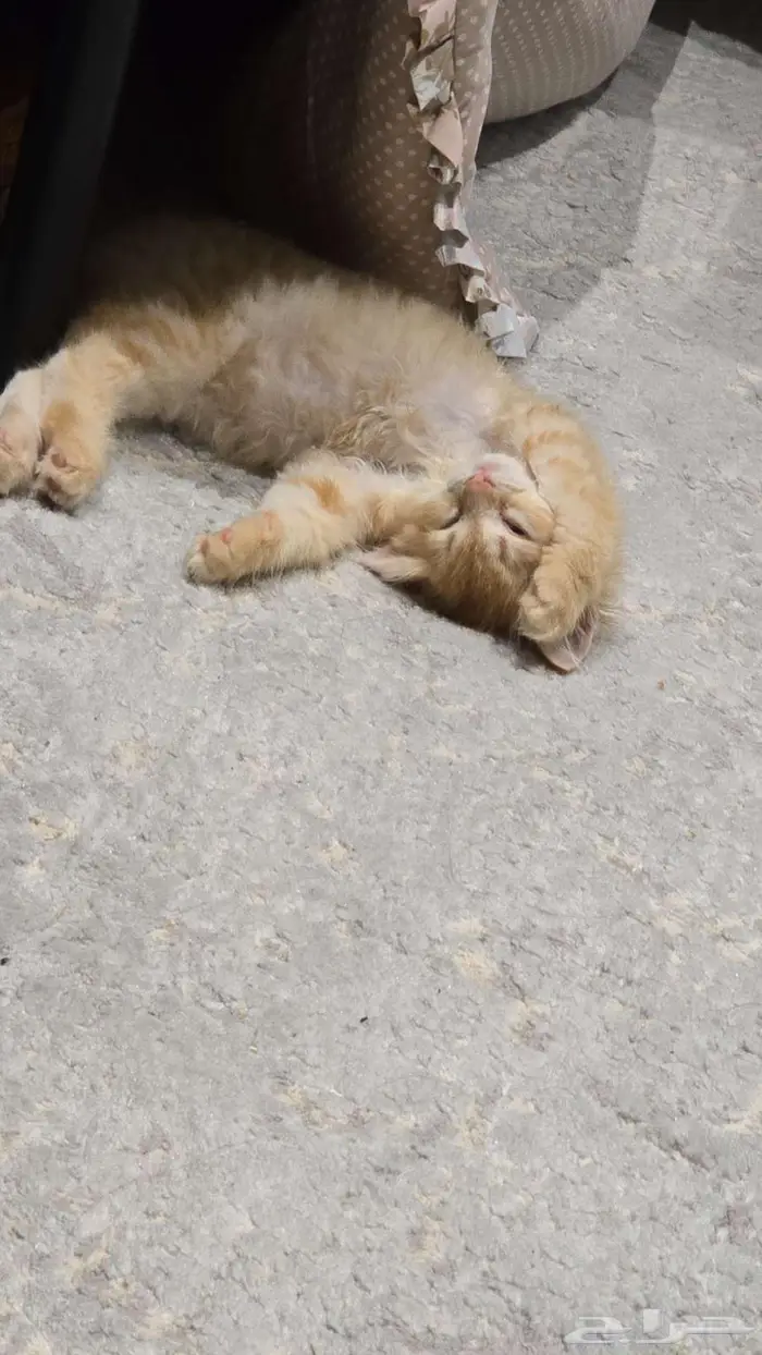 قط شيرازي للتبني 1