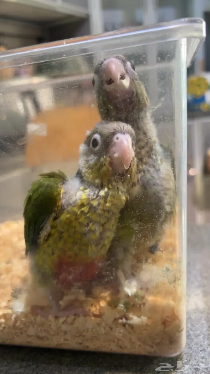 فروخ كنيور 2