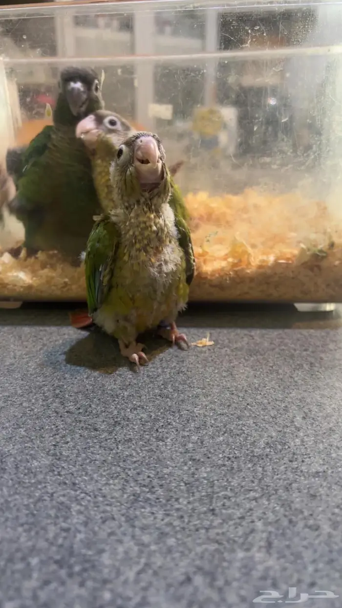 فروخ كنيور 1