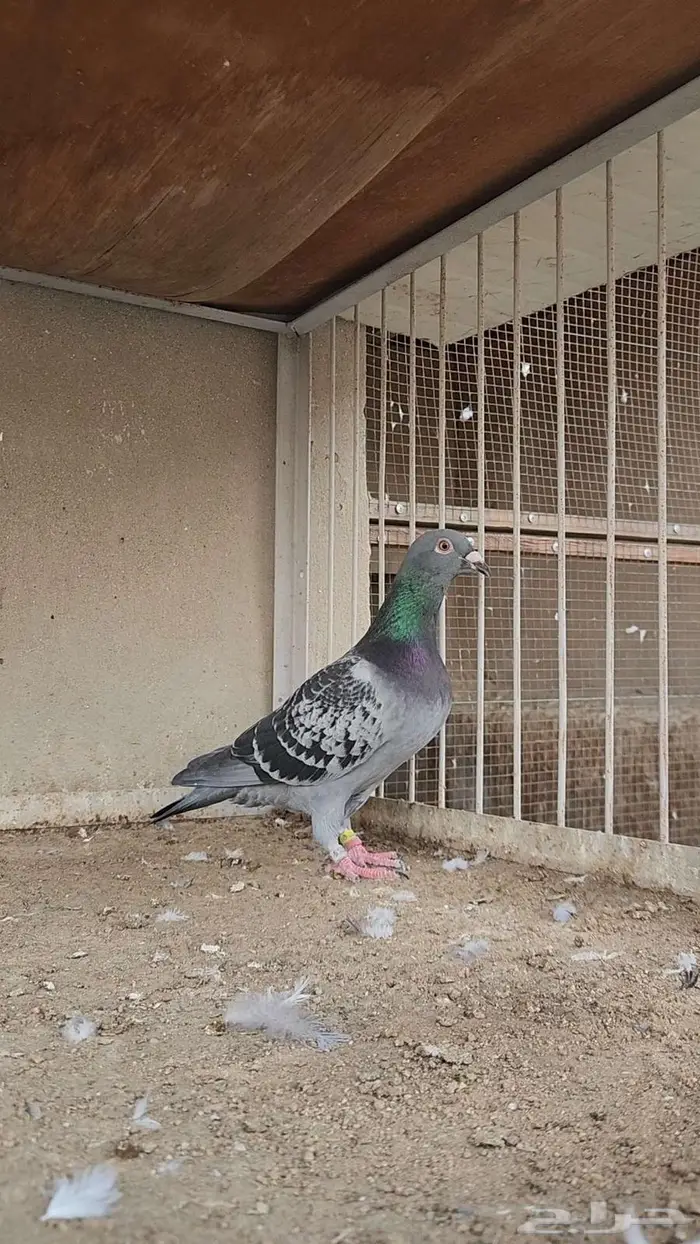 انثى زاجل سباق 0