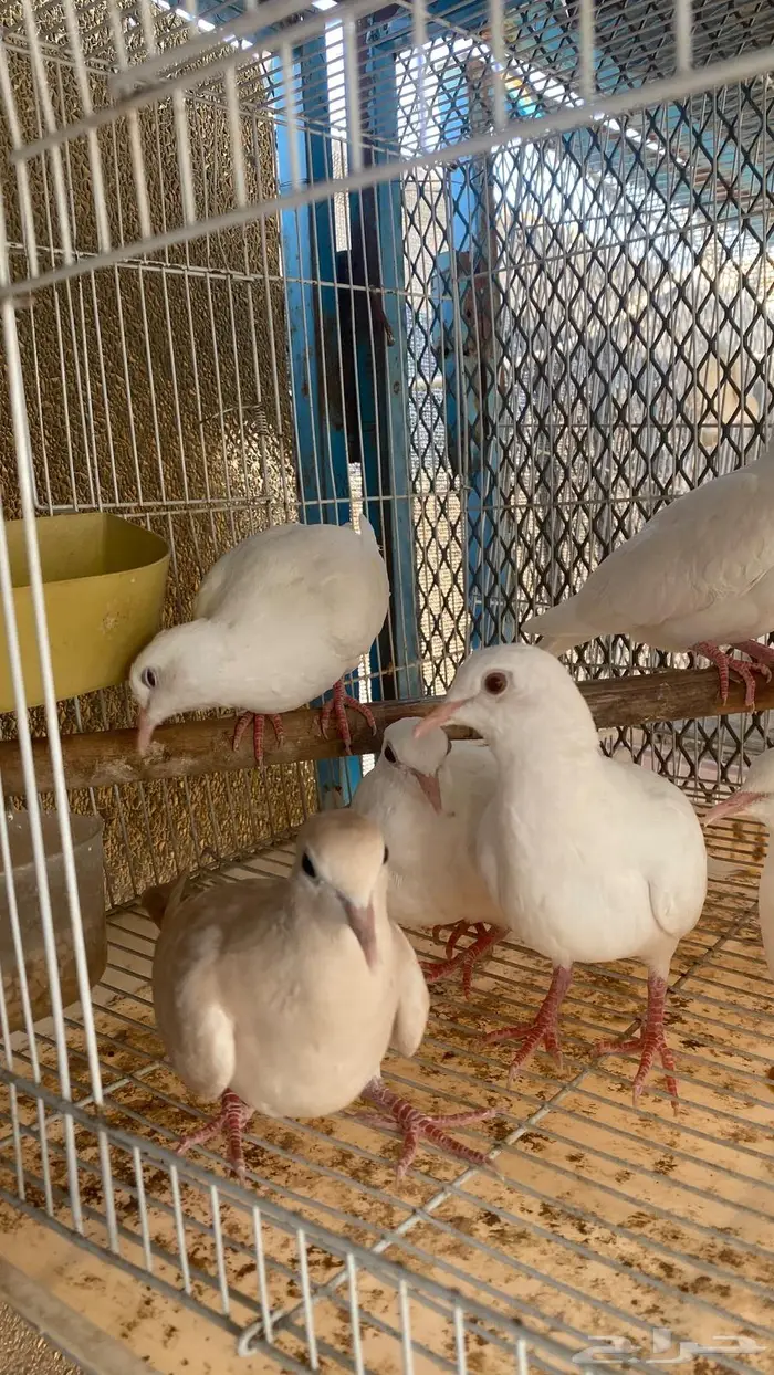 هولندي قماري 1