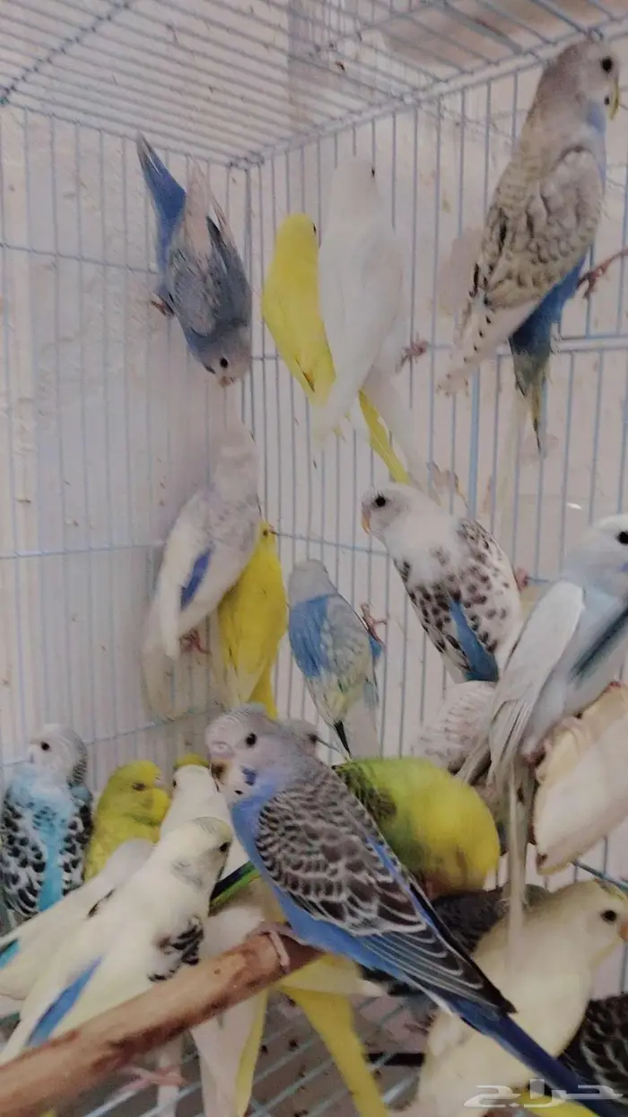 21زوج بادجي للبيع جمله 0