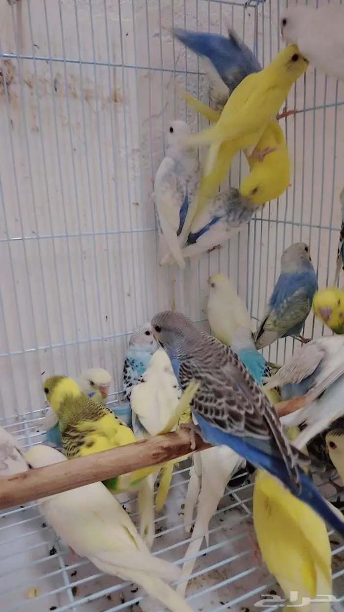 21زوج بادجي للبيع جمله 2