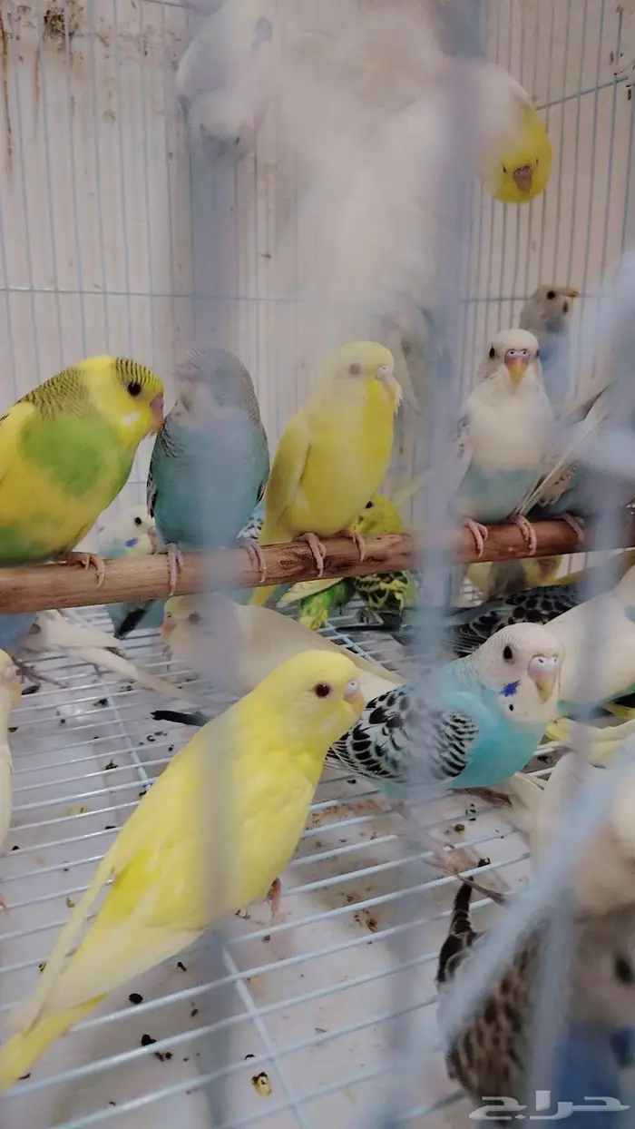 21زوج بادجي للبيع جمله 1