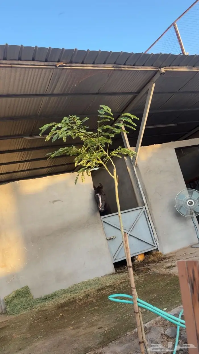 توفر ايواء اسطبل البري 1