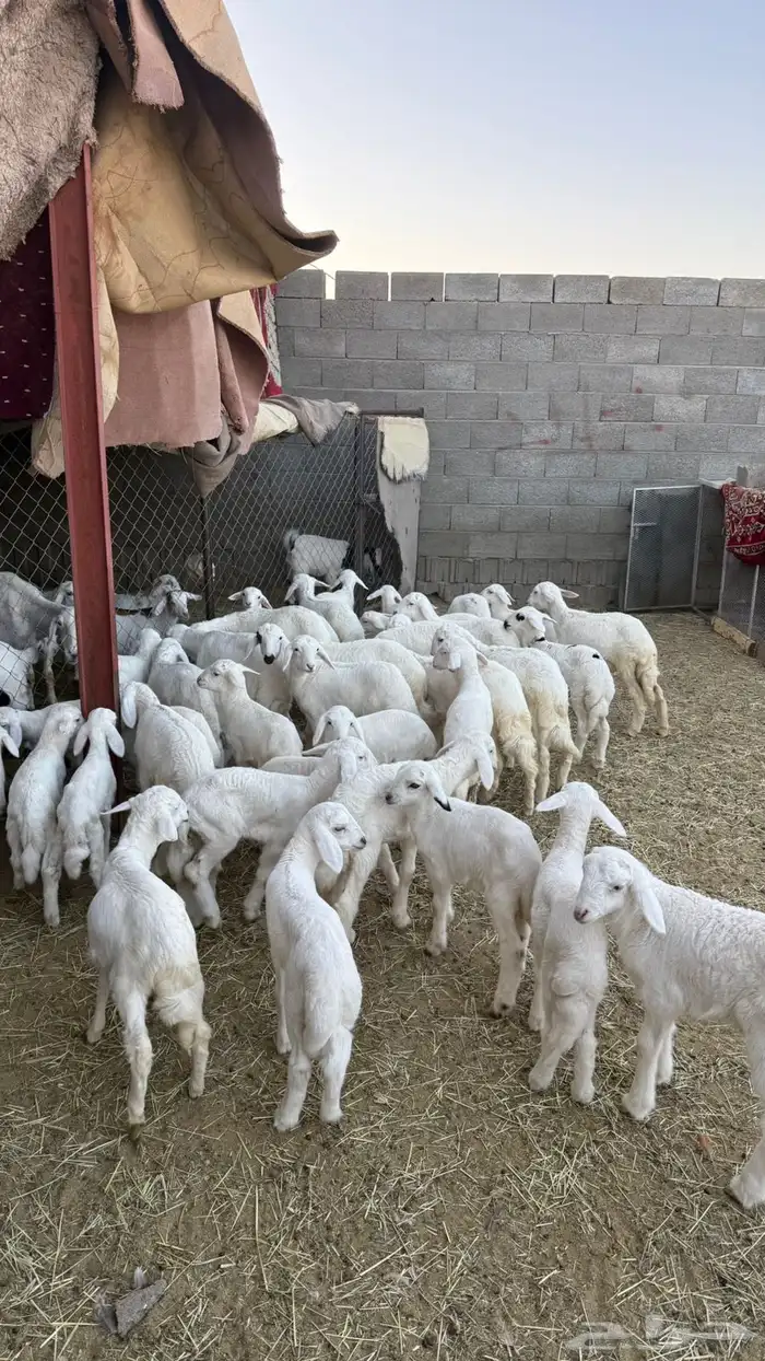 غنم ضان ومعزا كفو ولد 6