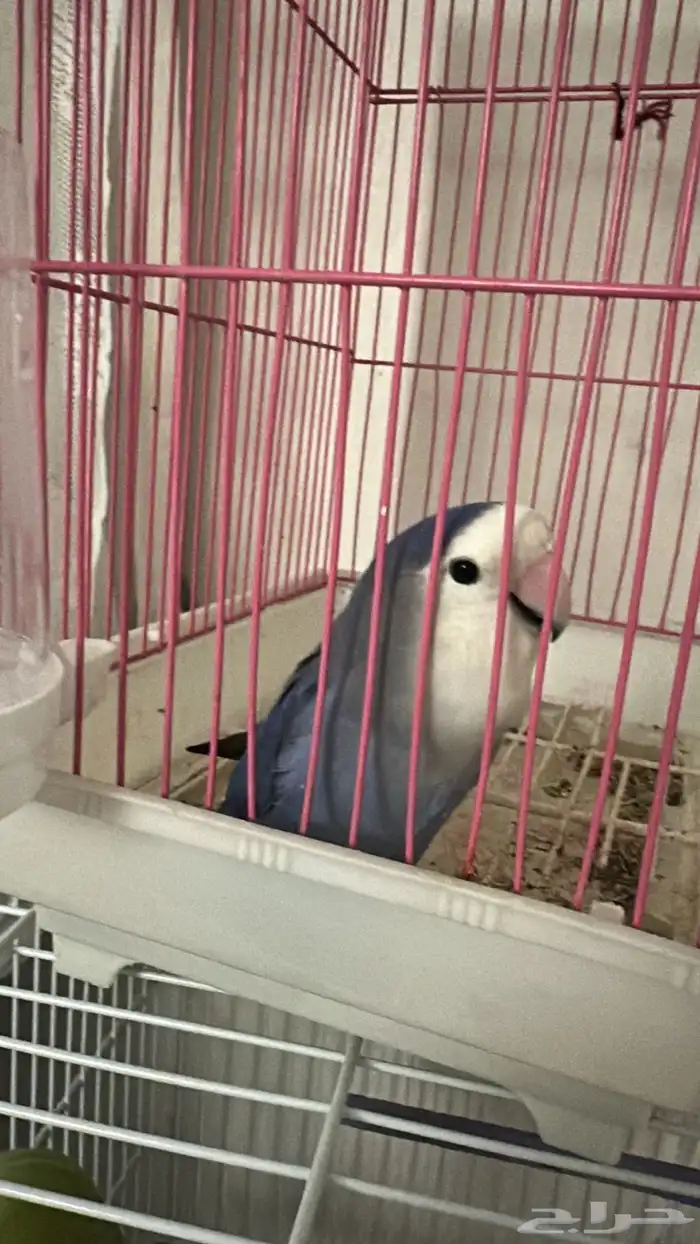 للبيع ببغاء روز (احتمال أنثى)   عمر سنة تقريبا 1
