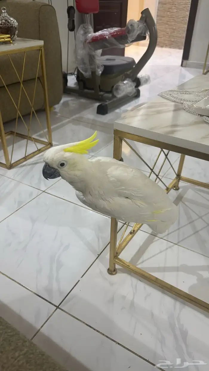 ببغاء كوكاتو الموقع الخرج 3