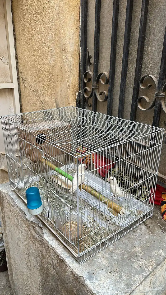 زوج رزو البينو عيون حمر 0