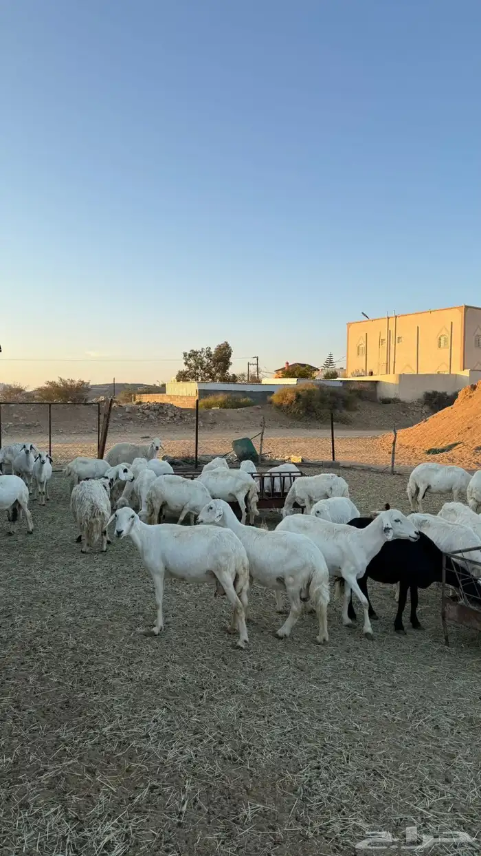 غنم ضان ومعزا كفو ولد 2