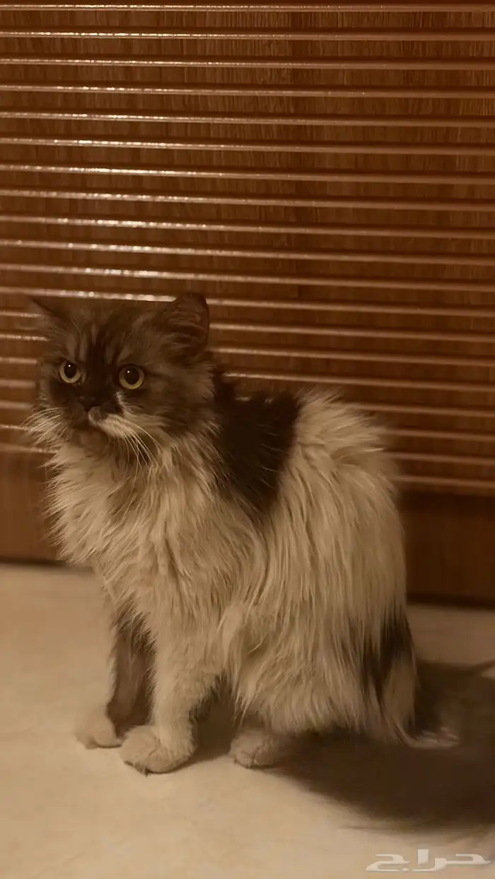 قط للتبني فقط 2