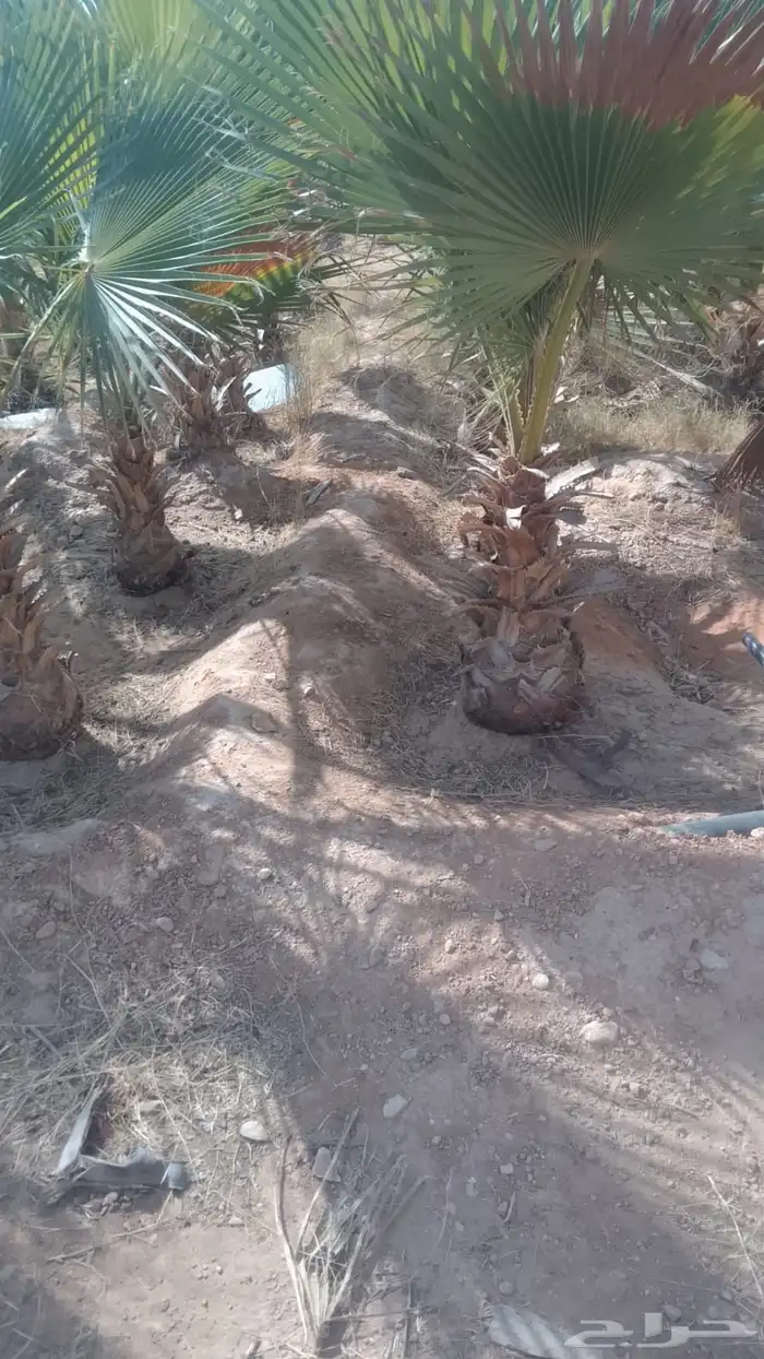 نخل واشنطن أمريكي 0