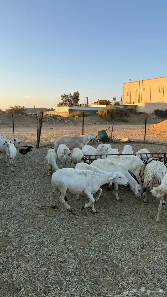 غنم ضان ومعزا كفو ولد 0