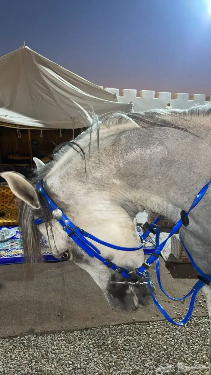 حصان واهو فاخر 0