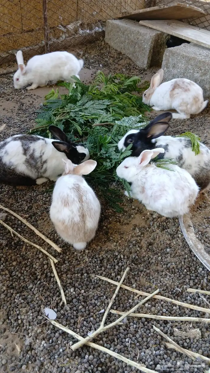 ارانب للبيع 0