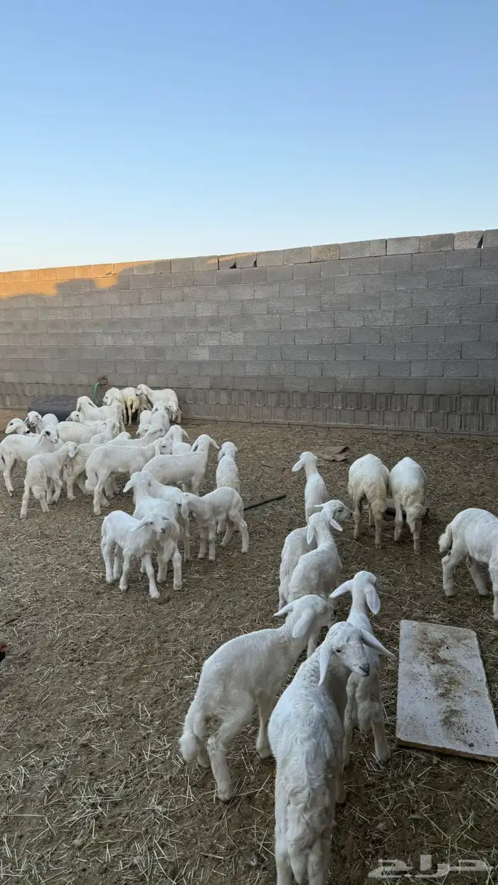 غنم ضان ومعزا كفو ولد 11