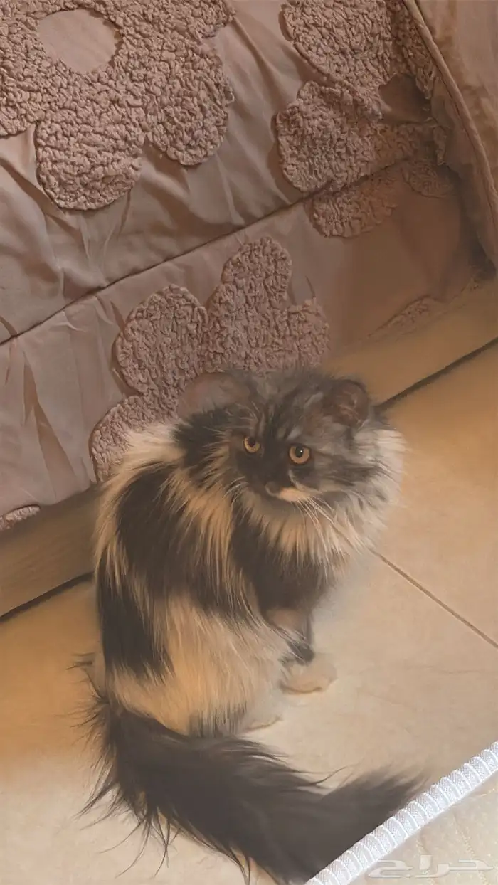 قط للتبني فقط 4