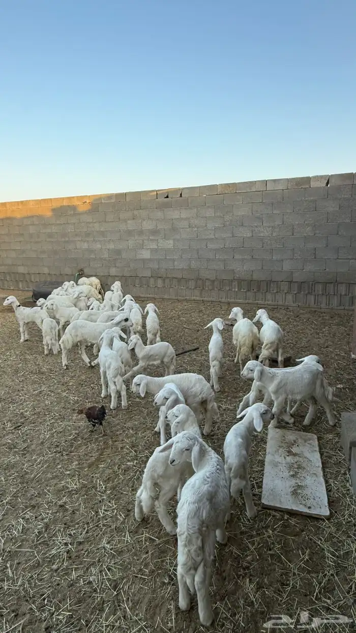 غنم ضان ومعزا كفو ولد 9