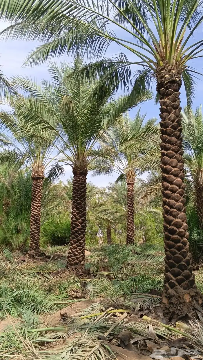يوجد نخل عربي للبيع من3متر إلا6نتر نخل نظيف تكريب هلال 0