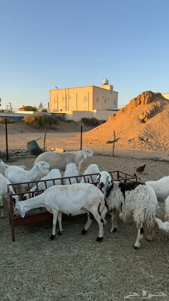 غنم ضان ومعزا كفو ولد 5