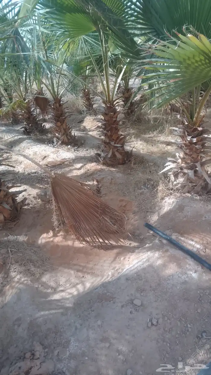 نخل واشنطن أمريكي 1