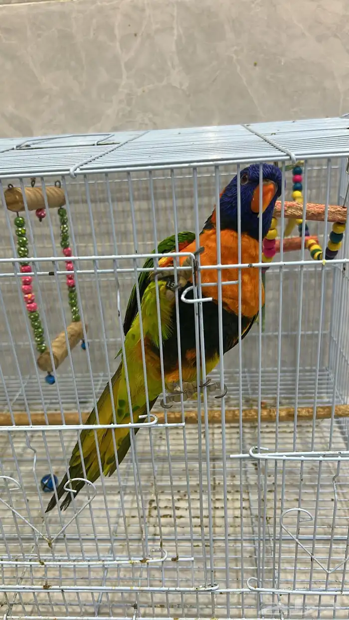 ببغاء لوري 2