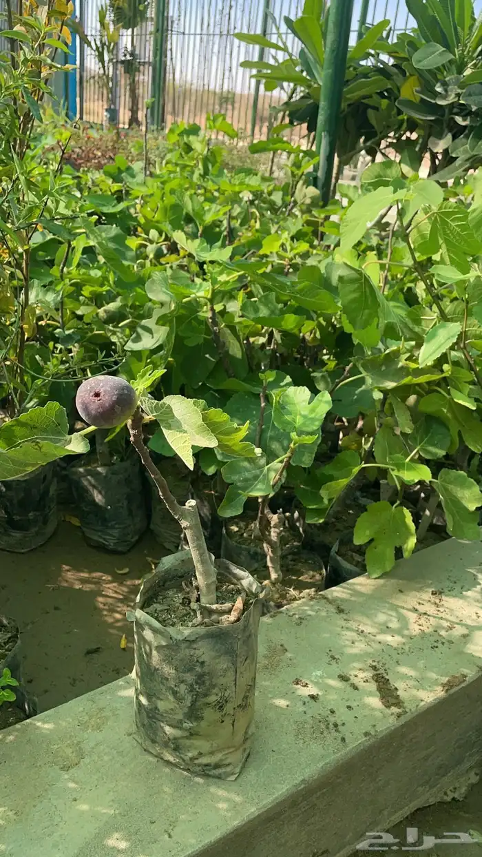 شتلات واشجار 6