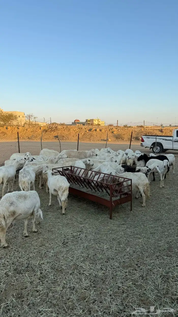 غنم ضان ومعزا كفو ولد 1