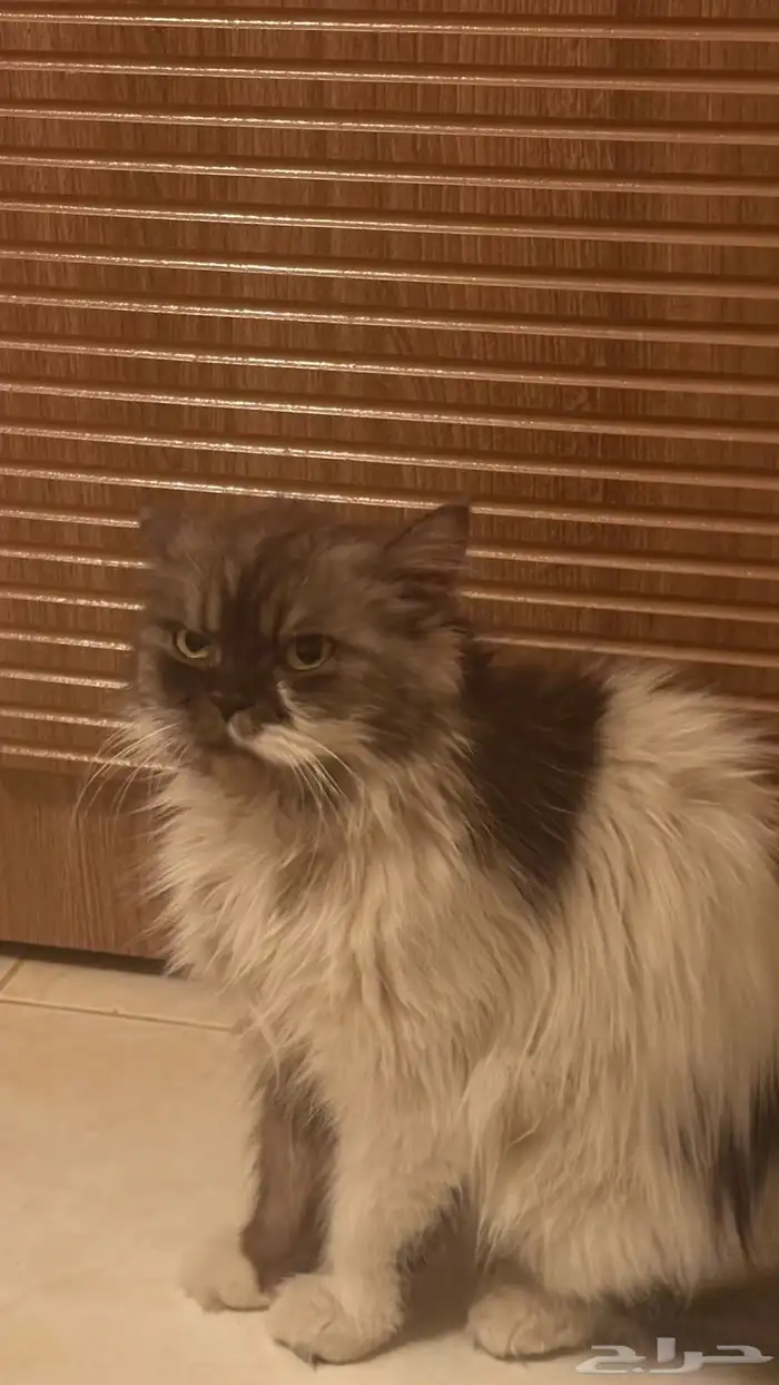 قط للتبني فقط 3