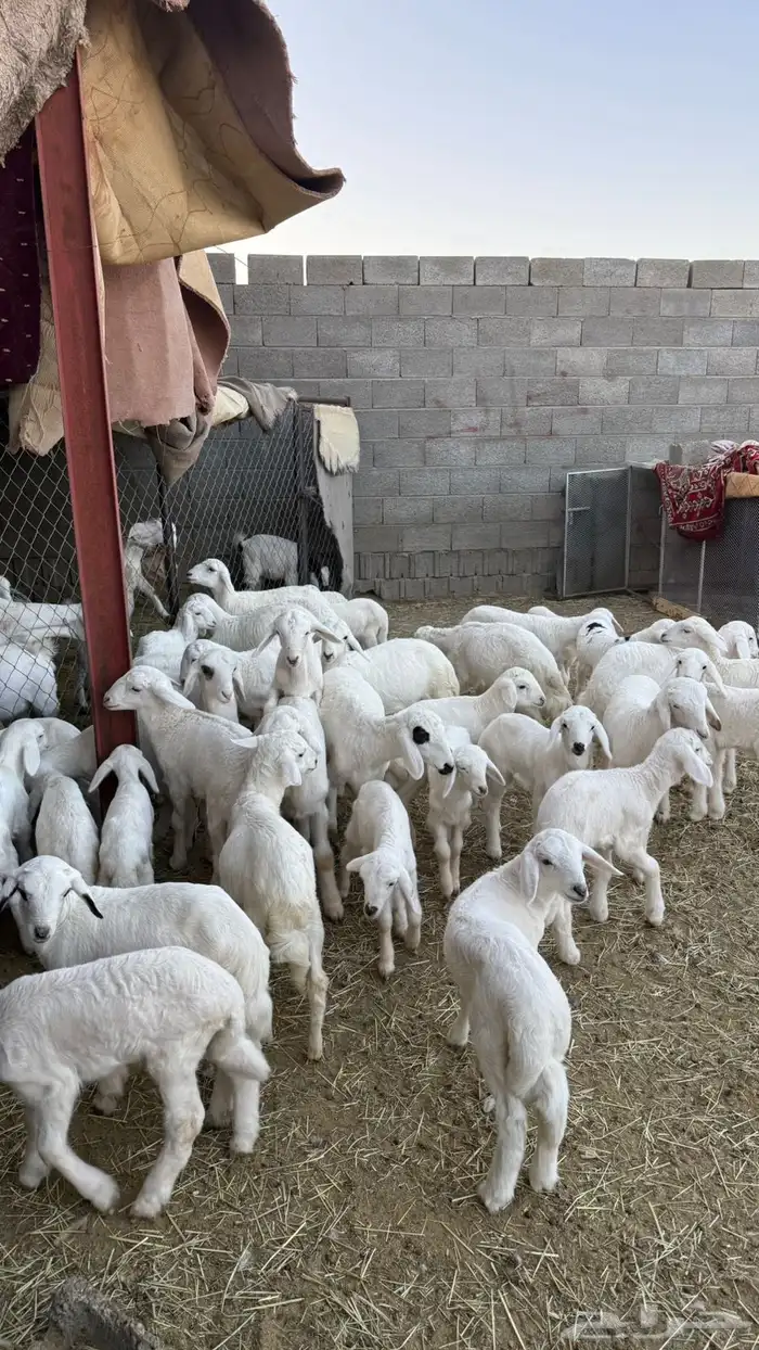 غنم ضان ومعزا كفو ولد 7