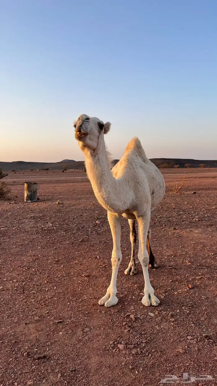 بكره للبيع 0