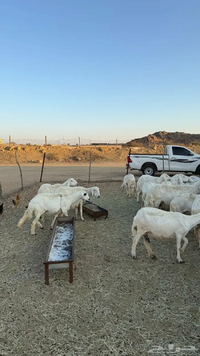 غنم ضان ومعزا كفو ولد 3