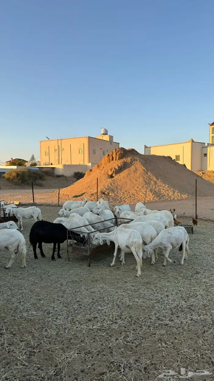 غنم ضان ومعزا كفو ولد 4