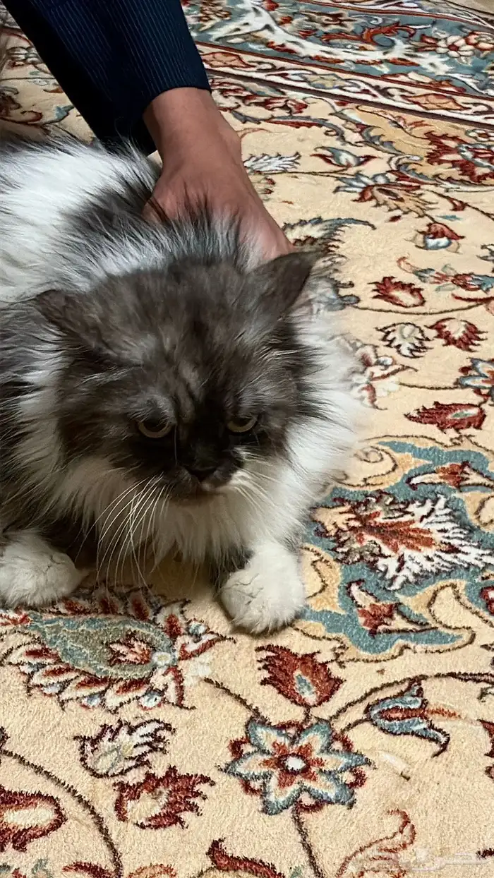 قط للتبني فقط 1