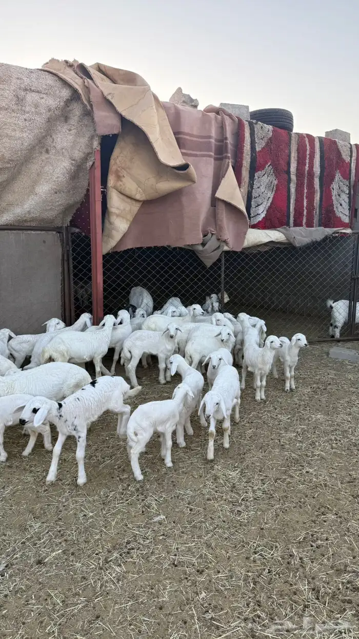 غنم ضان ومعزا كفو ولد 10