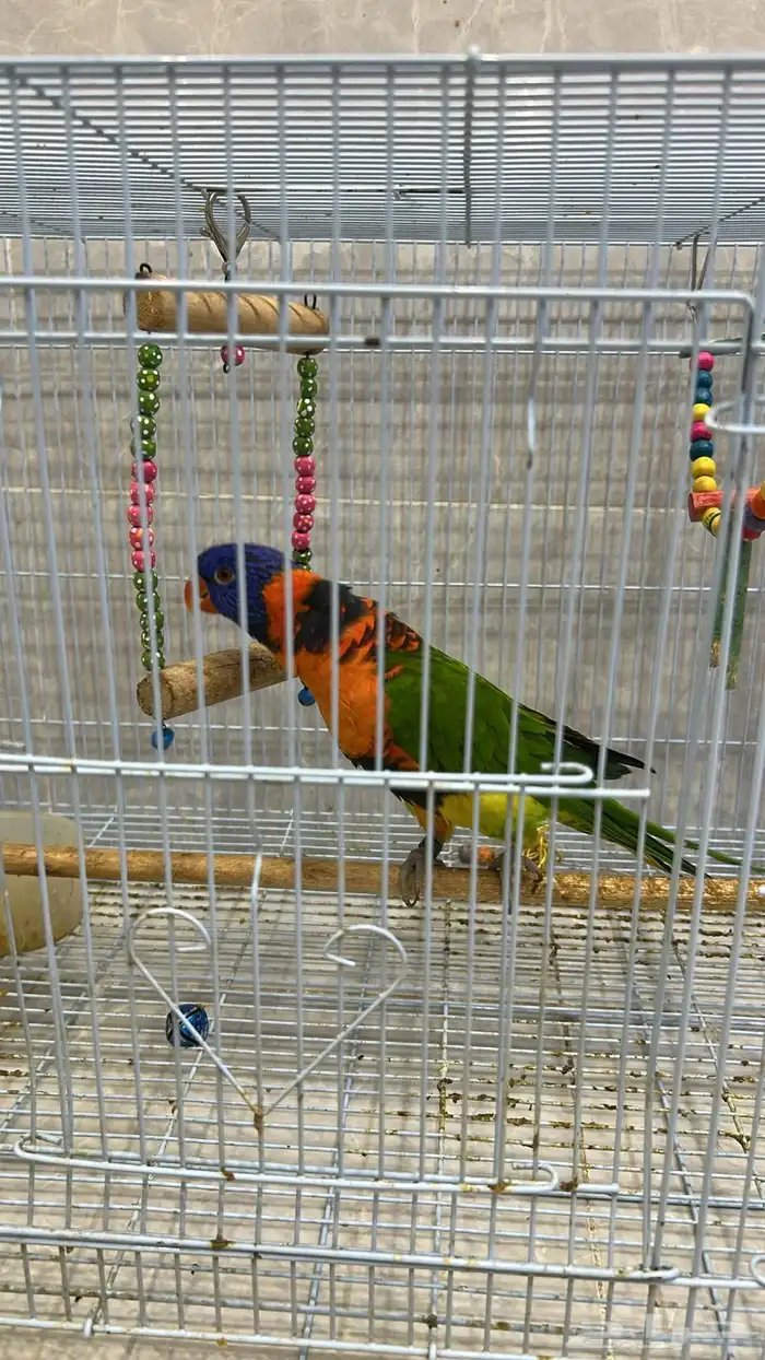 ببغاء لوري 4