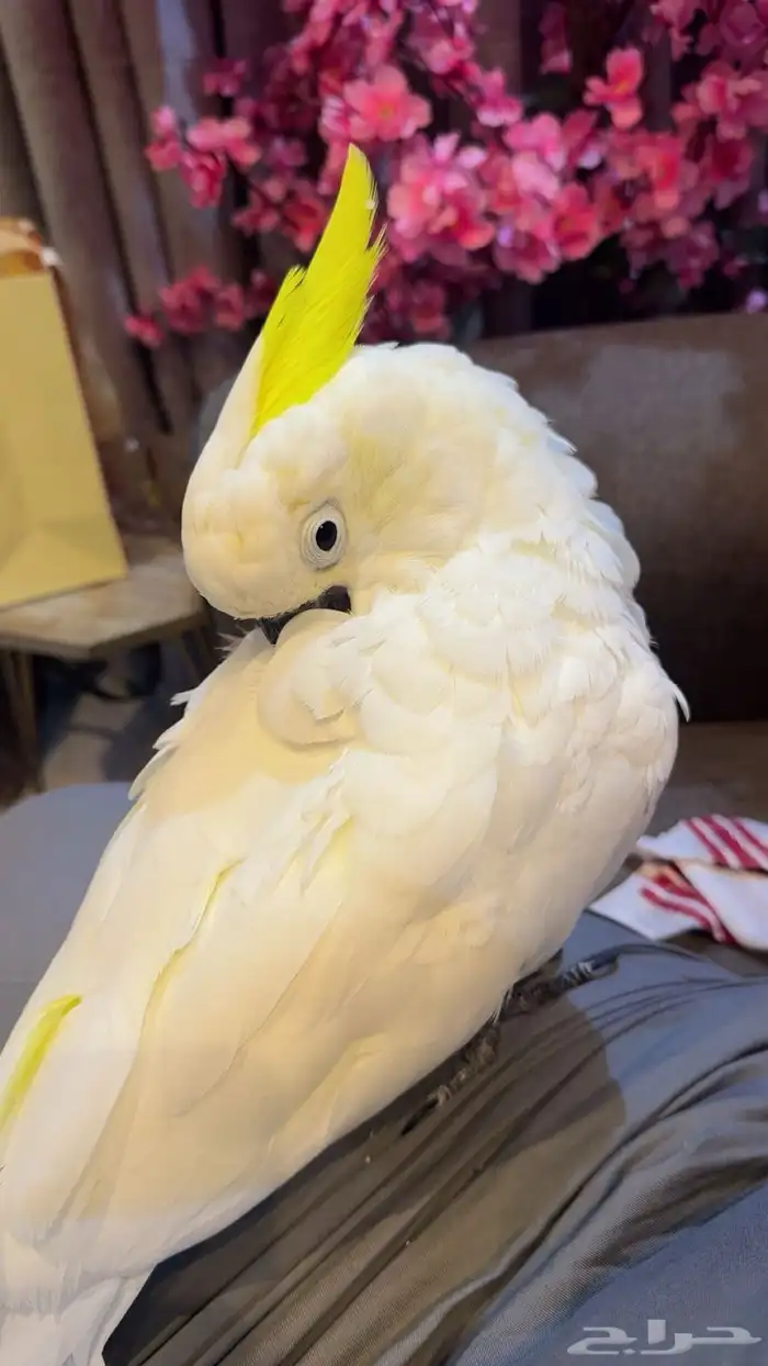 ببغاء كوكاتو الموقع الخرج 0
