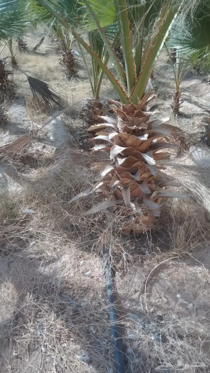 نخل واشنطن أمريكي 2