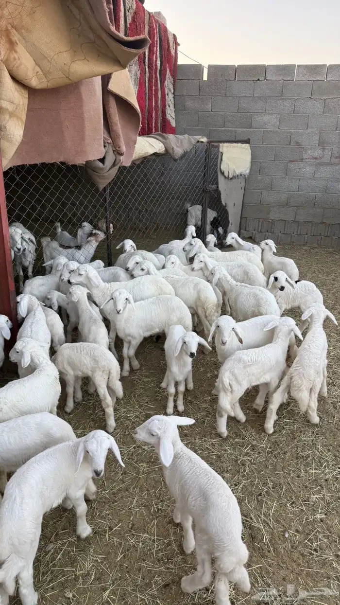 غنم ضان ومعزا كفو ولد 8