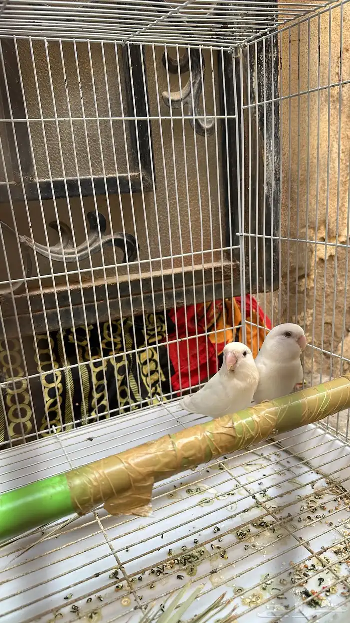 زوج رزو البينو عيون حمر 1